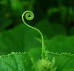 Casa 3 - archetipo germoglio