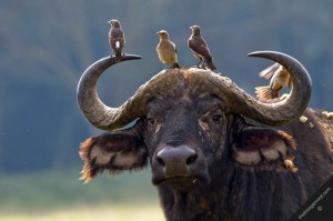 30 - birds on buffalo